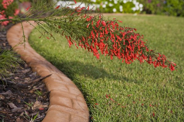 Brick Edging in San Luis Obispo